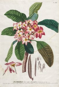 Plantae Selectae: No. 41 door Georg Dionysius Ehret