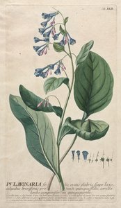 Plantae Selectae: No. 42 - Pulmonaria door Georg Dionysius Ehret