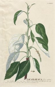 Plantae Selectae: No. 46 - Tacamahaca door Georg Dionysius Ehret