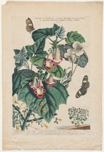 Plantae et Papiliones rariores: Martynia, 1748