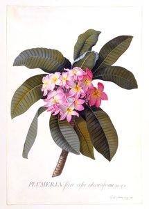 Plumeria, c. 1744 handgekleurde gravure door "Georg Dionysius Ehret