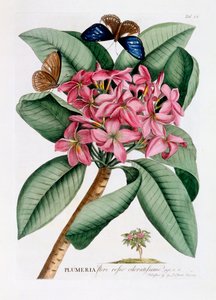 Plumeria, ca. 1749 handgekleurde gravure