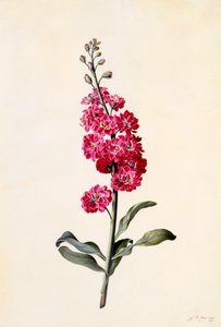 Stock Matthiola Incana, ca. 1746 handgekleurde gravure door "Georg Dionysius Ehret