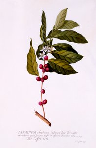 De koffiestruik, ca. 1743 handgekleurde gravure