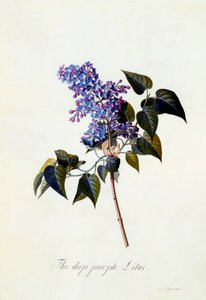 De diep-paarse Sering