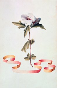 Witte Hibiscus door Georg Dionysius Ehret