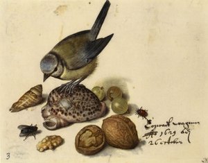 Stilleven met pimpelmees, schelpen, fruit en insecten, 1629 door Georg Flegel