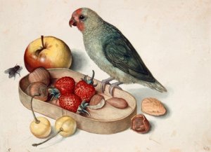 Stilleven met dwergpapegaai
