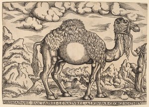 Een Dromedaris door Georg Mattheus