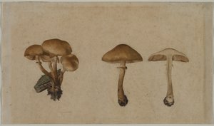 Paddenstoelen, 1751