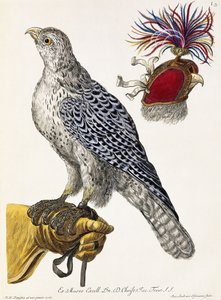 Valkenjacht, plaat 3, uit "Deliciae Naturae Selectae"