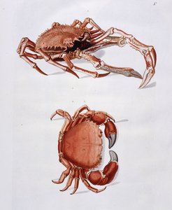 Illustratie van Kreeft en Krab
