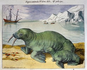Voorstelling van een walrus, pooldier. Gravure uit de Atlas door Braun & Hogenberg, Amsterdam 1590 door Georg Braun and Hogenberg Franz