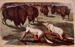 Noord-Amerikaanse prairie-indianen besluipen grazende buffels terwijl ze wolvenvellen dragen, ca. 1840 door George (after) Catlin