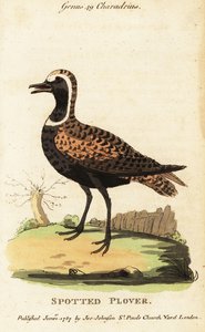 Amerikaanse goudplevier of gevlekte plevier, Pluvialis dominica
