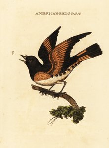 Amerikaanse roodstaart, Setophaga ruticilla door George (after) Edwards