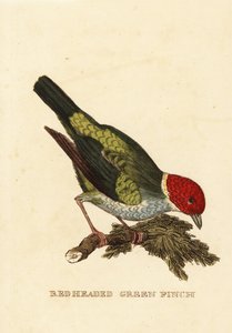 Baardman tangara, Tangara gyrola door George (after) Edwards