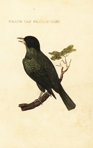 Zwartkopbuulbuul, Pycnonotus melanicterus