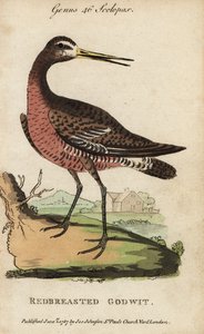 Grutto of rosse grutto, Limosa limosa