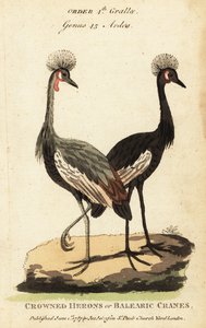 Zwartgekroonde kraanvogel, Balearica pavonina