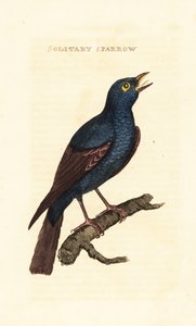 Blauwe rotslijster, Monticola solitarius