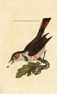 Blauwborst, Luscinia svecica door George (after) Edwards