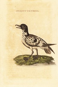 Kaapse stormvogel, Daption capense door George (after) Edwards