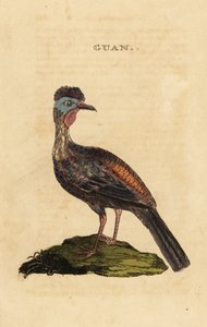 Kuifguan, Penelope purpurascens door George (after) Edwards