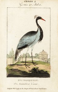 Demoiselle of Numidische kraanvogel, Grus virgo door George (after) Edwards