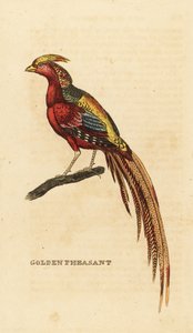 Goudfazant, Chrysolophus pictus