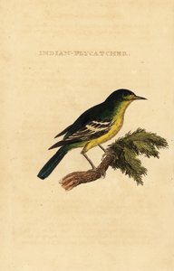 Groenrugvliegenvanger, Ficedula elisae
