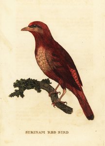 Guyaanse rode cotinga, Phoenicircus carnifex door George (after) Edwards