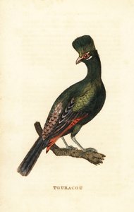 Guineese toerako of groene toerako, Tauraco persa