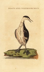 Kuifduiker, jong, Podiceps auritus door George (after) Edwards