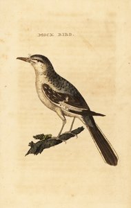 Spotlijster, Mimus polyglottos door George (after) Edwards