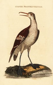 Grauwe franjepoot, Phalaropus lobatus