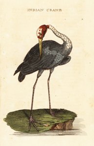 Sarus kraanvogel, Antigone antigone door George (after) Edwards