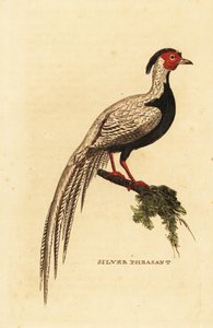 Zilverfazant, Lophura nycthemera