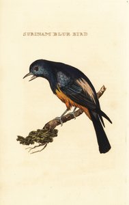 Zilverborst tangara, Tangara velia