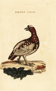 Moerassneeuwhoen, Falcipennis canadensis canace