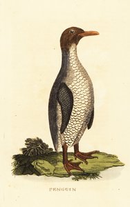 Onbekende pinguïnsoort