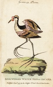 Leljacana, Jacana jacana door George (after) Edwards