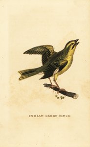Geelborstgroenling, Chloris spinoides