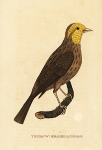 Geelgors, Pheucticus chrysopeplus door George (after) Edwards