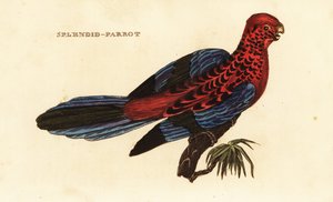Rode rosella, Platycercus elegans