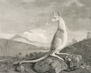 Een dier gevonden aan de kust van Nieuw-Holland, genaamd Kanguroo, c.1773 (gravure, ets)