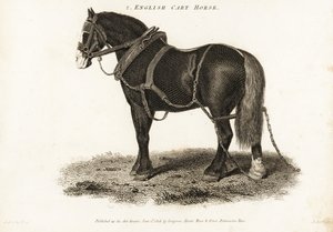 Engelse trekpaard of Shire trekpaard door George (after) Stubbs