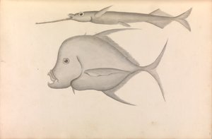 Verslag van Commodore George Anson