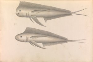 Verslag van Commodore George Anson