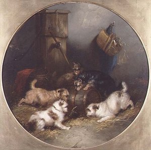Terriërs ratten in een schuur